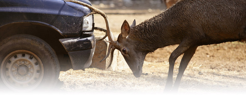 auto-deer-accident